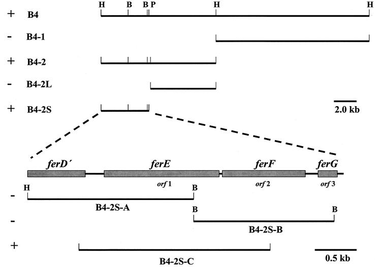 FIG. 1.