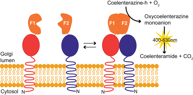 Fig. 1.