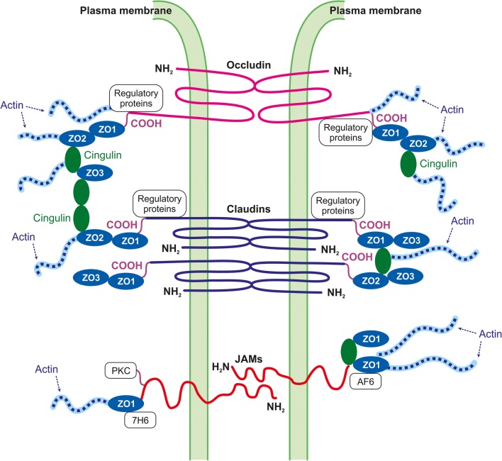 Fig. 2