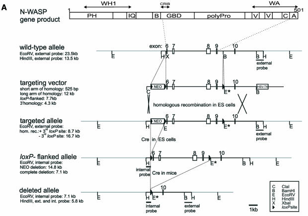 graphic file with name kve19701a.jpg