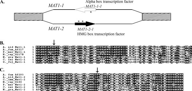 FIG. 1.