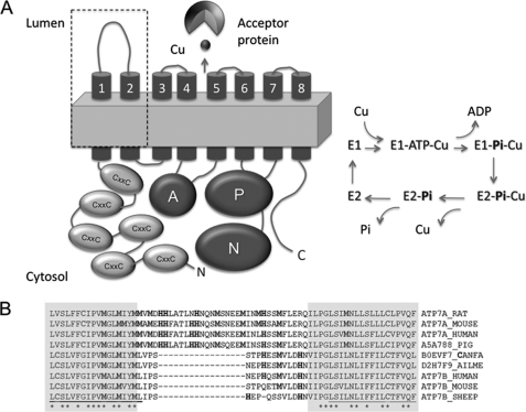 FIGURE 1.