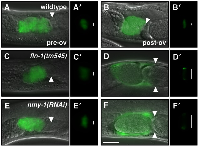 Figure 7