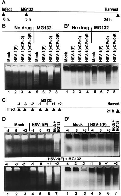 FIG. 12.