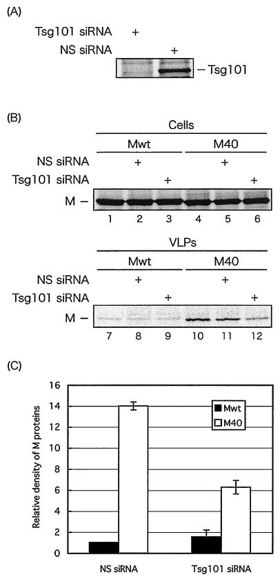 FIG. 6.