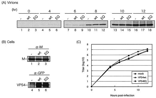 FIG. 4.