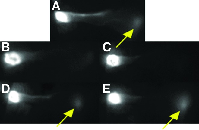 FIG. 3.