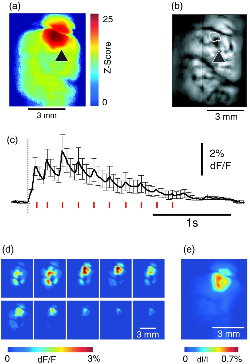 Fig. 4