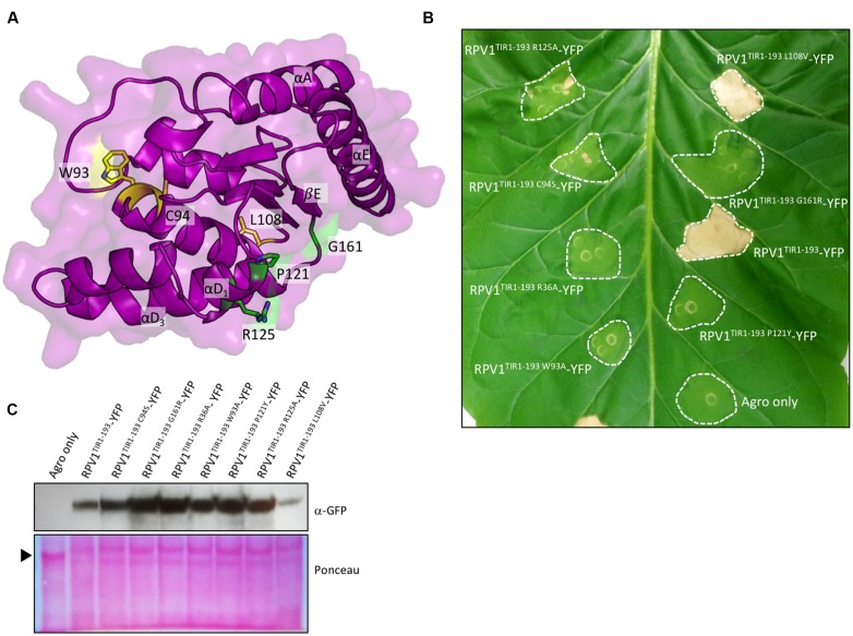 FIGURE 3