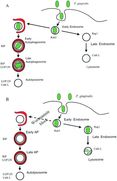 FIG. 7