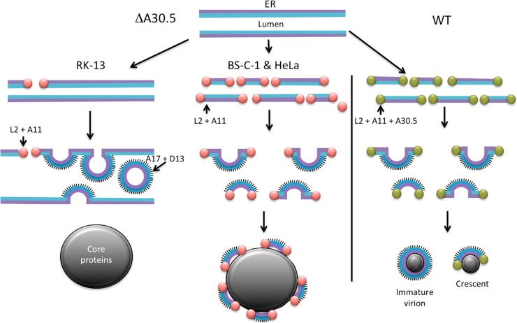 Fig 12