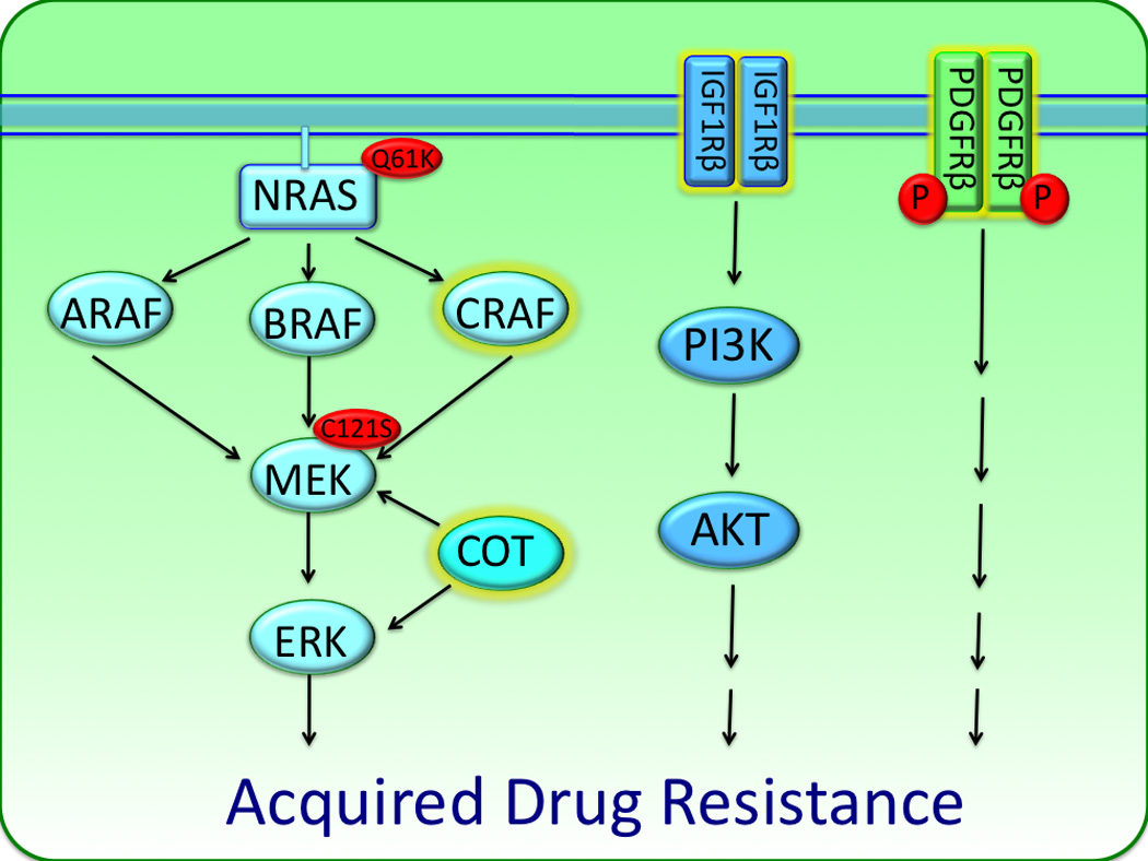 Acquired and intrinsic BRAF inhibitor resistance in BRAF V600E mutant ...