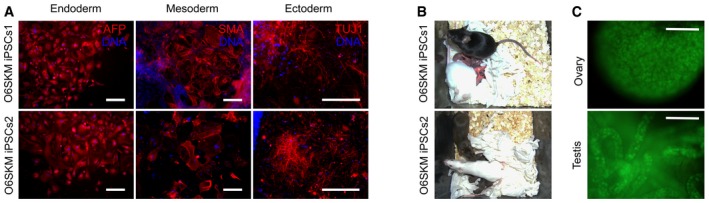 Figure 5