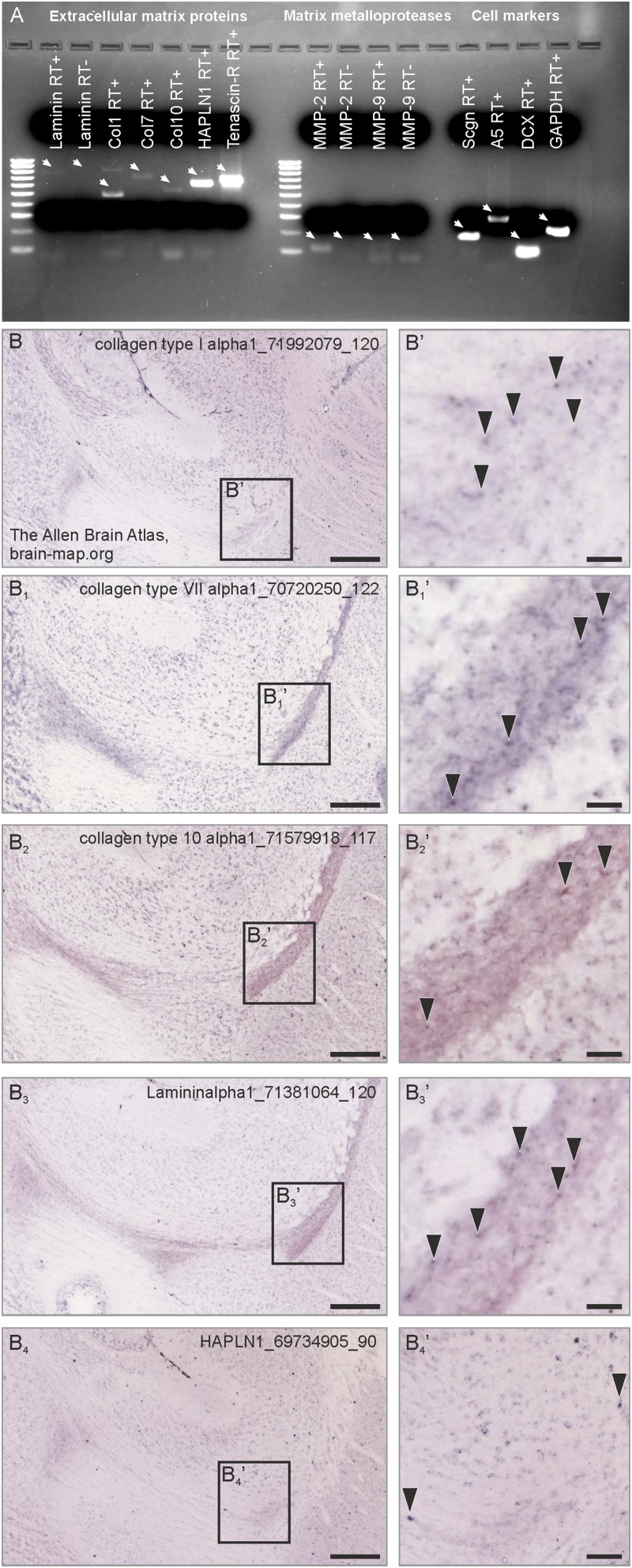 Fig. S6.