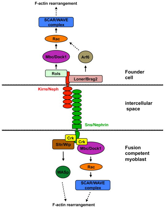 Fig. 2