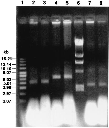 FIG. 2.