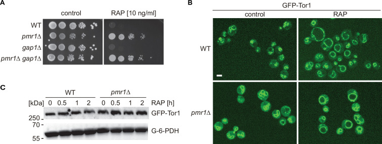 Figure 1—figure supplement 1.