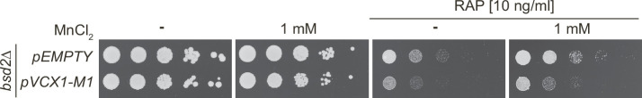 Figure 1—figure supplement 2.