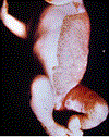 Fig. 68.