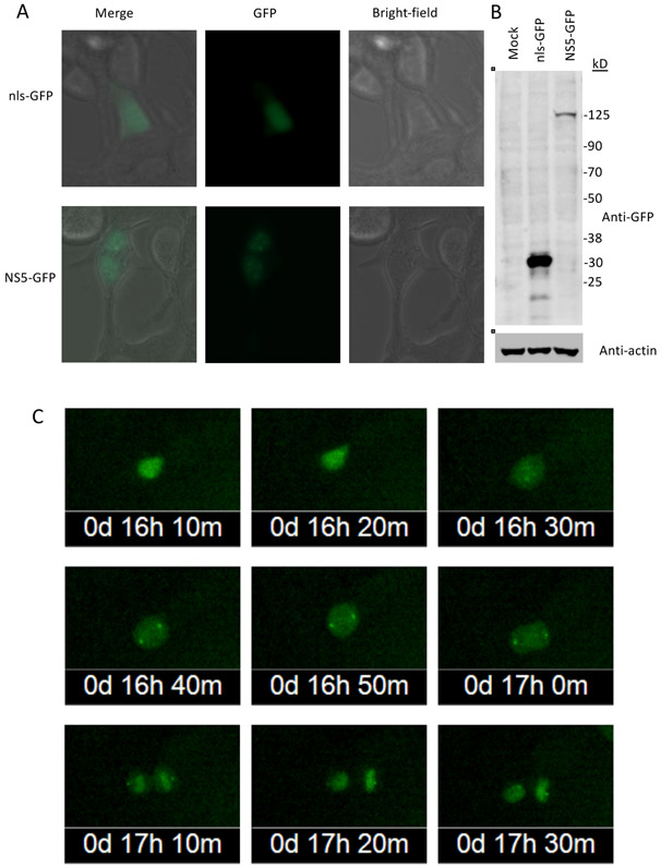 Fig. 3.