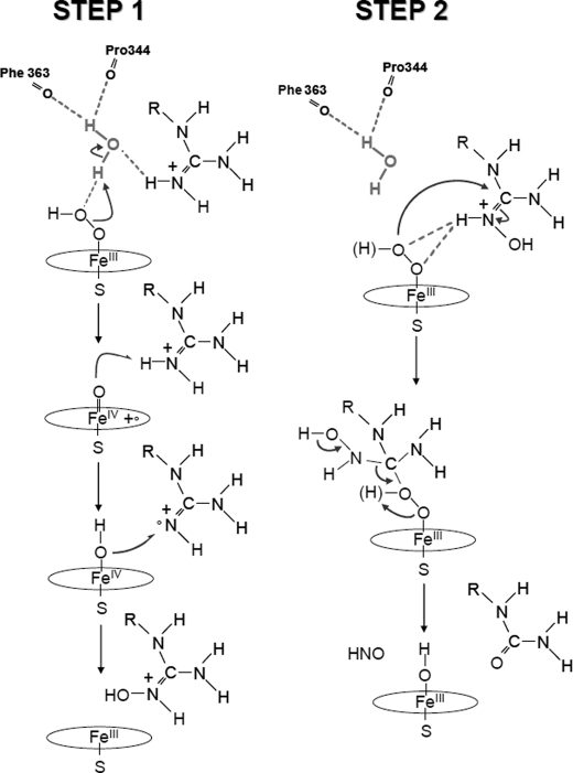 SCHEME 4.