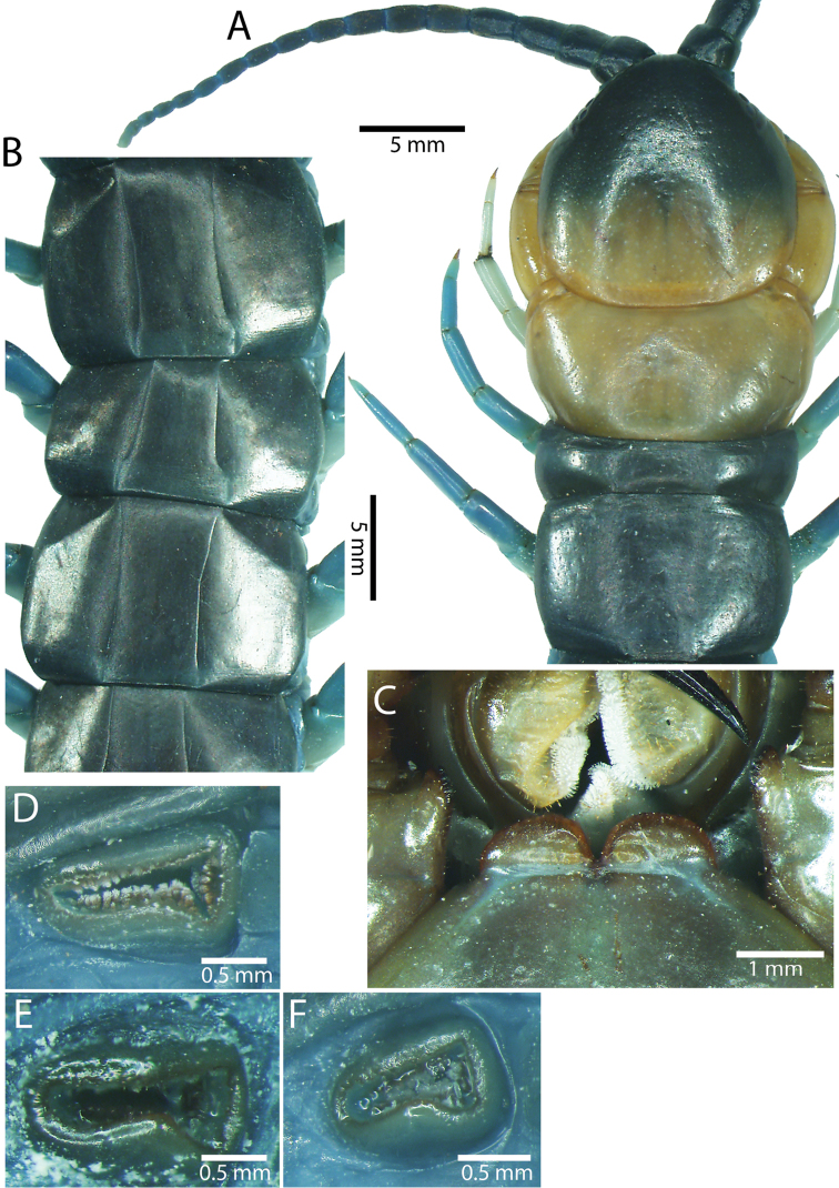 Figure 43.