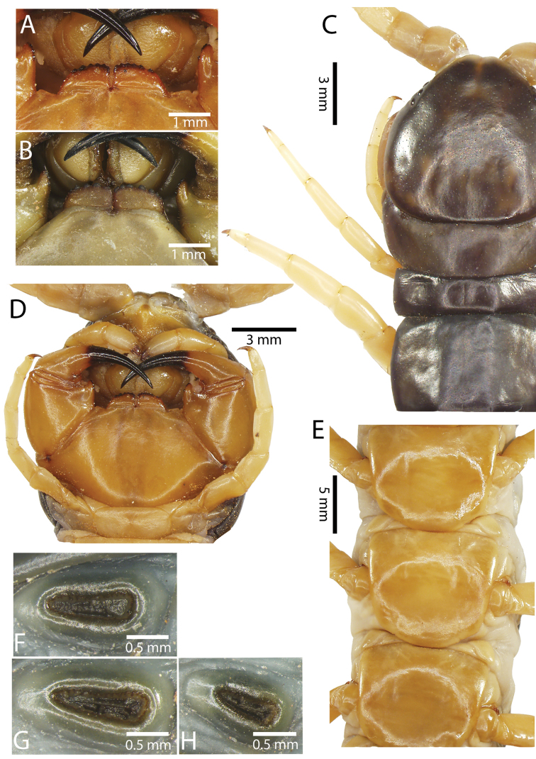 Figure 55.