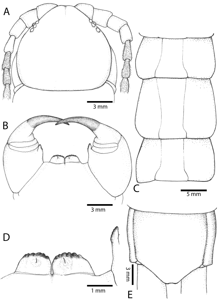 Figure 46.