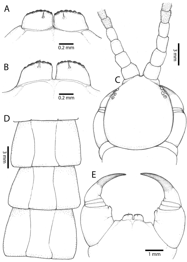 Figure 34.