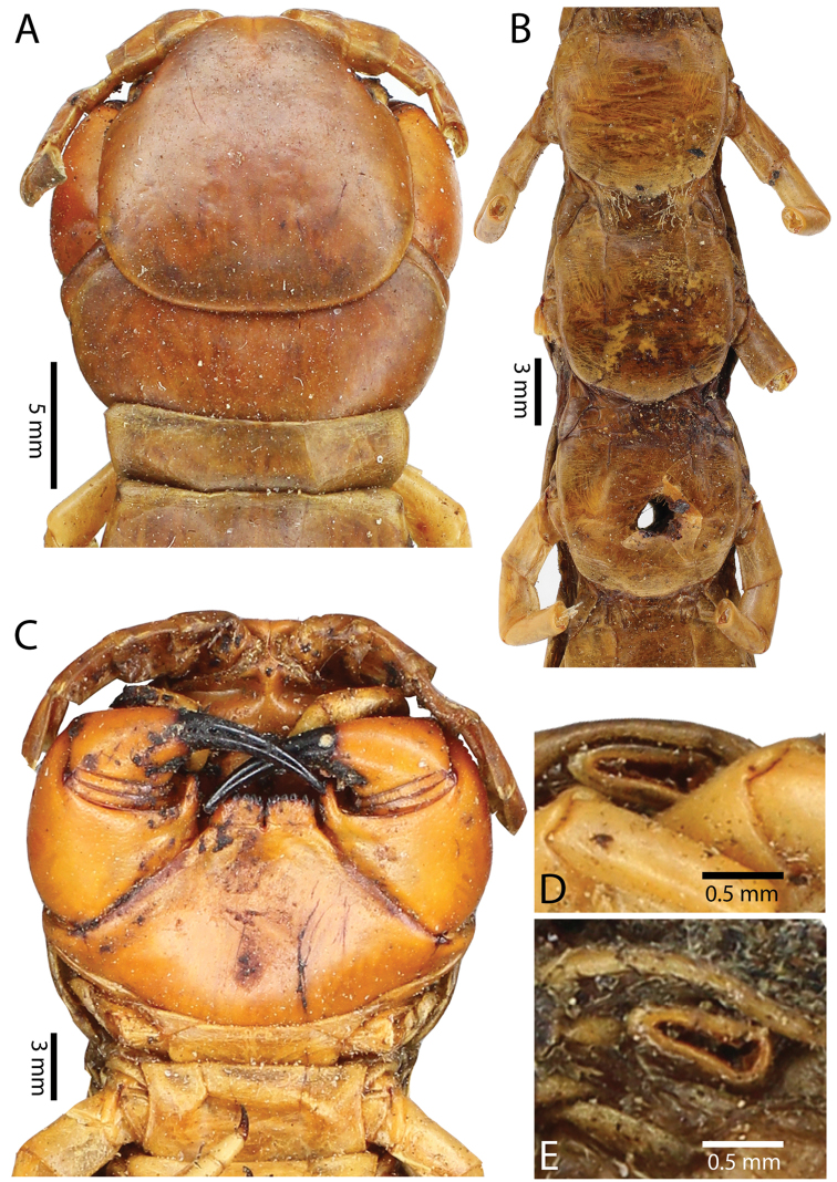 Figure 26.