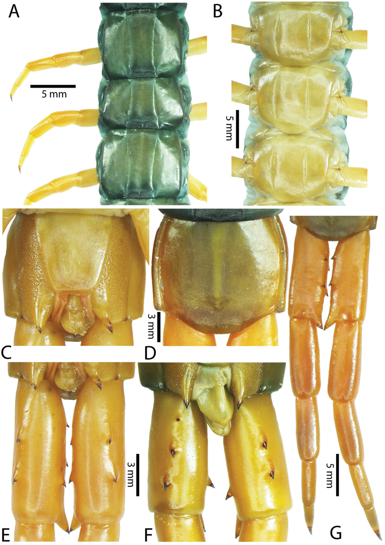 Figure 37.