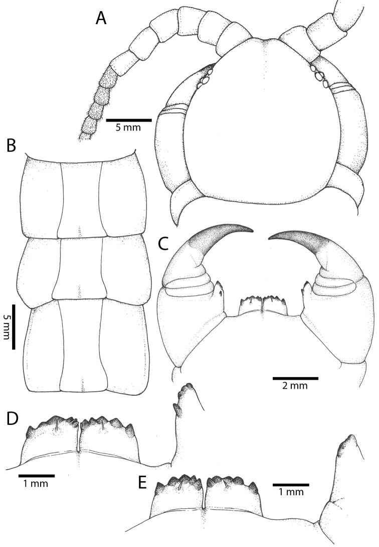 Figure 40.