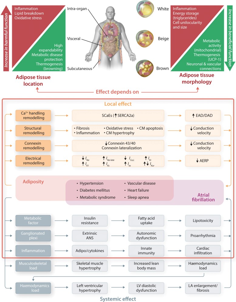 Graphical abstract