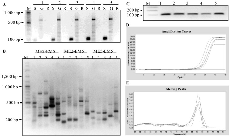 Figure 5