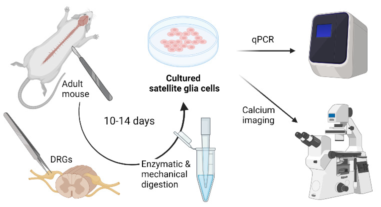 graphic file with name BioProtoc-13-24-4906-ga001.jpg