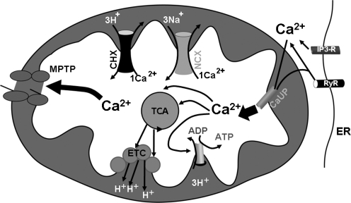 FIG. 1.