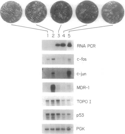 graphic file with name pnas01145-0375-a.jpg