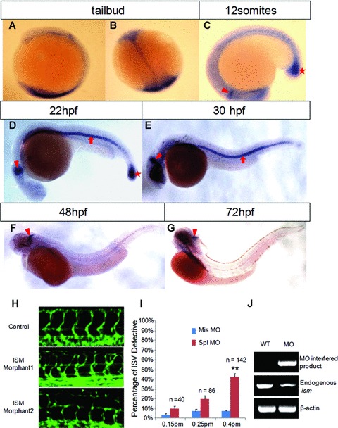 Fig 9