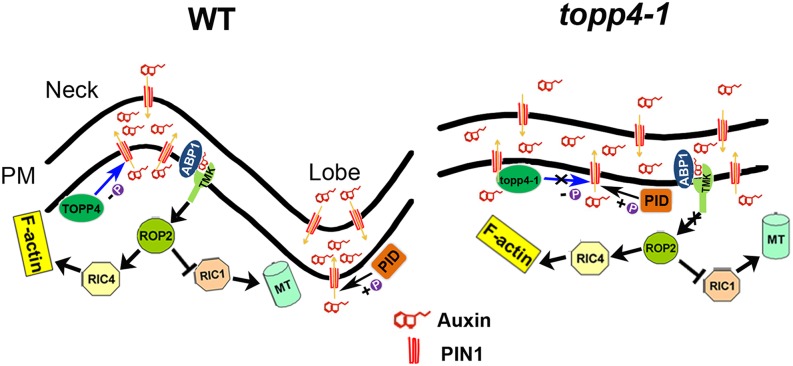 Figure 12.