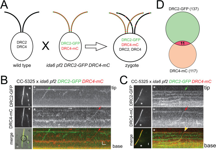 FIGURE 4: