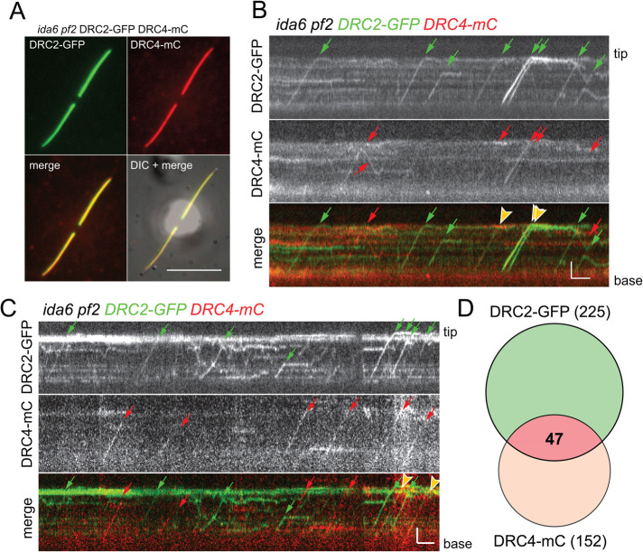 FIGURE 3: