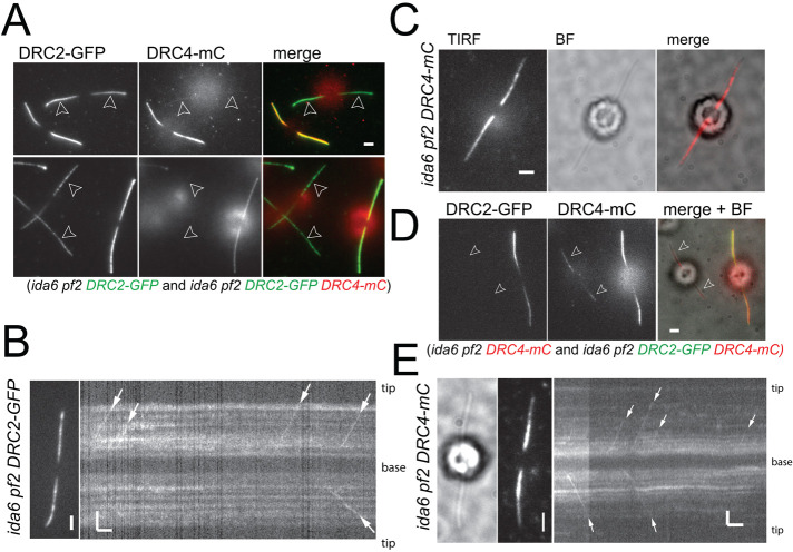 FIGURE 2: