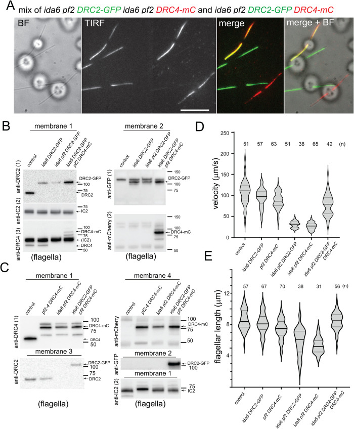 FIGURE 1: