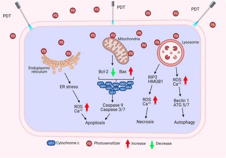 FIGURE 4