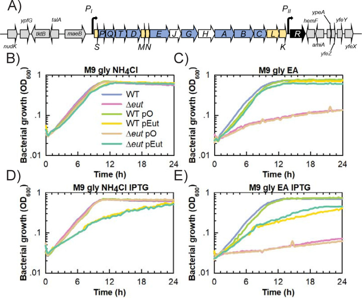 Gene operon schematic with genes in gray, yellow, blue, and white. Graphs show bacterial growth (OD600) over time in M9 gly NH4Cl, M9 gly EA B1, M9 gly NH4Cl IPTG, and M9 gly EA IPTG media with WT, Δeut, WT pO, WT pEut, Δeut pO, and Δeut pEut strains.