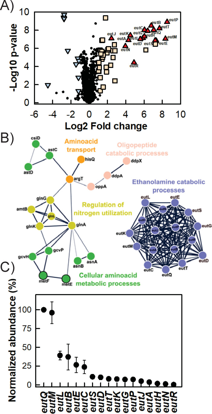 Volcano plot with log2 fold change and -Log10 p-value. Network diagram of gene interactions by function, including amino acid transport and ethanolamine catabolic processes. Bar graph of normalized abundance of Eut proteins.