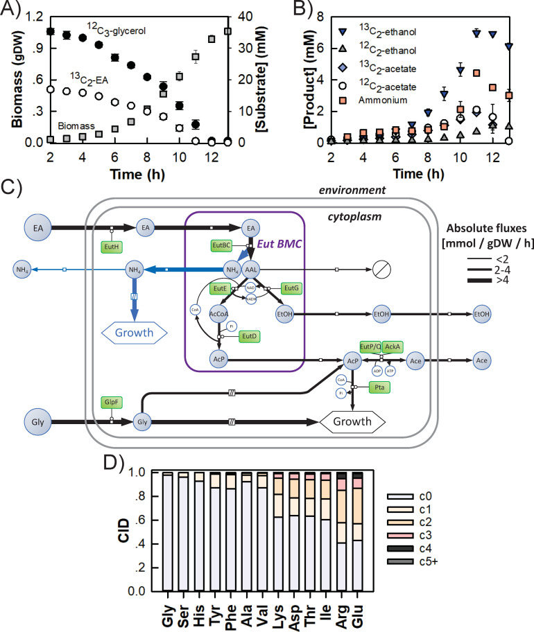 Biomass and substrate over time with 12C3-glycerol and 13C2-EA. Product concentration with 13C2-ethanol, 12C2-ethanol, 13C2-acetate, and 12C2-acetate. Metabolic flux map. Carbon isotopologue distributions in amino acids.