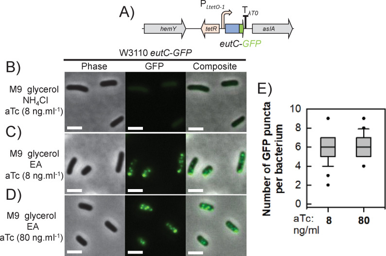 Gene diagram of the chimeric construct. Microscopy of bacterial cells shows localization of cellular components. Phase contrast, fluorescence, overlay of phase contrast and fluorescence and quantitative analysis of fluorescence puncta per cell.