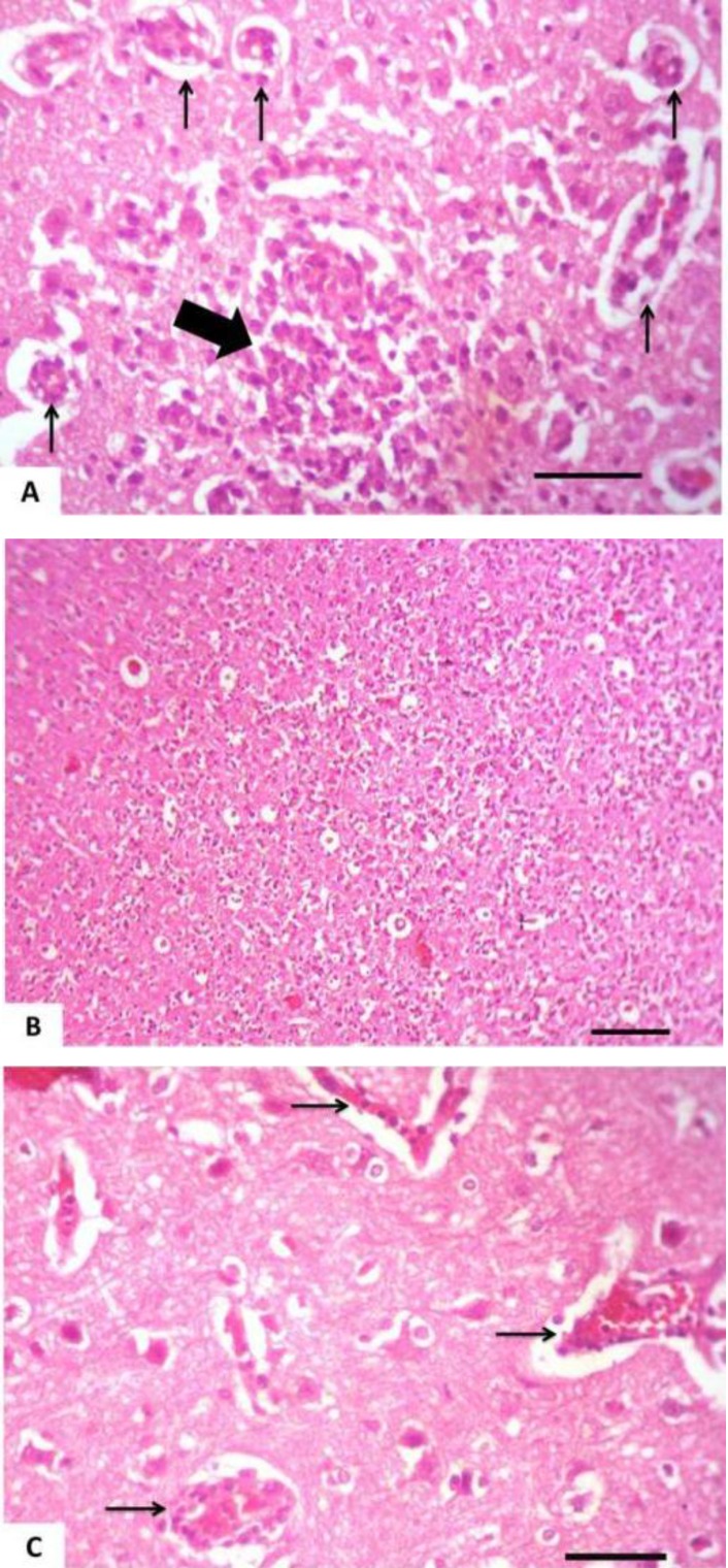 Fig. 5