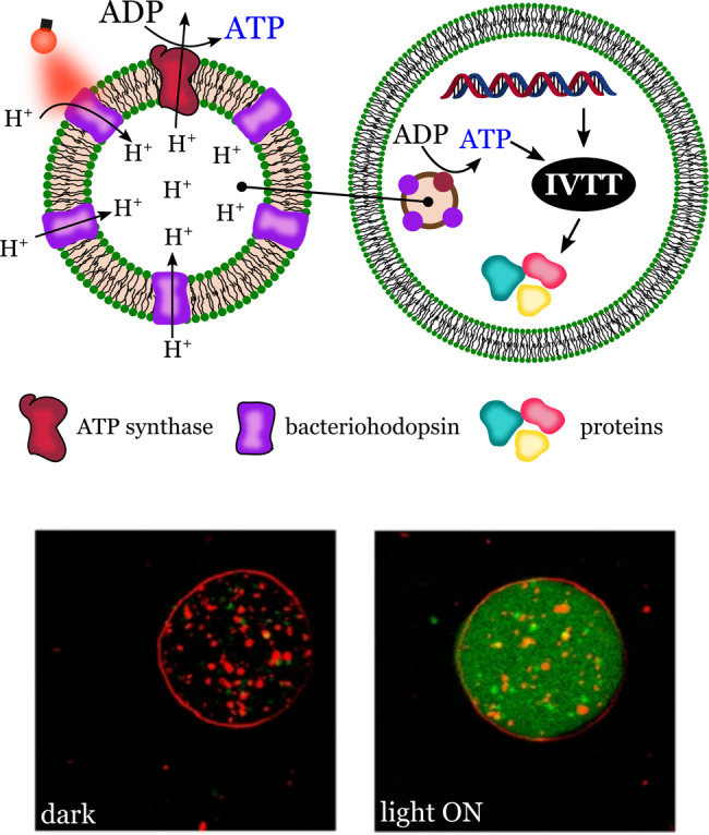 Figure 12